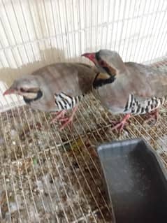pure qabli chakor pair hy garentee se pair hy