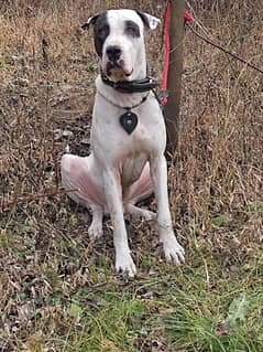 bully male for sale