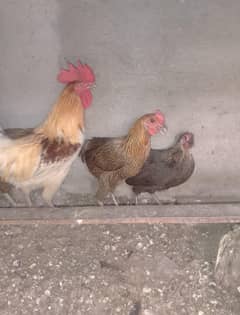 Hens