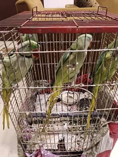 i have 2 raw parrots pair full tame