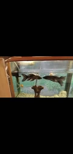 fish d