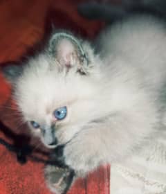 Siamese female