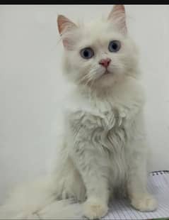 Persian cat