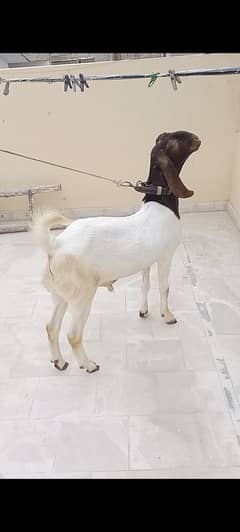 Munda bakra patera