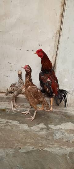 Aseel Sindhi murgha and mianwalu murghi for sale with chick