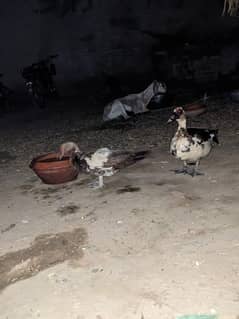 ducks
