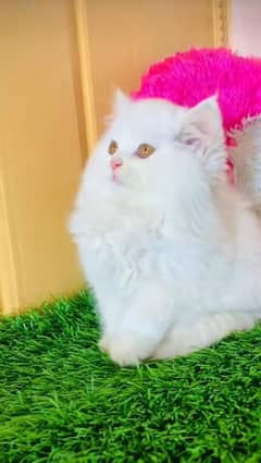 Persian Kittens For Sale Contact 03287625932 WhatsApp