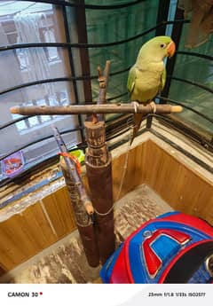 Raw parrot for sale