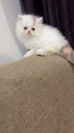 Persian Unique color kitten