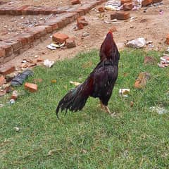 high quality breeder aseel murga