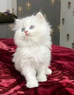 persian kitten for urgent sale My WhatsApp Number 0309=7996=174