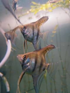 Angel Fish