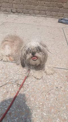 shihtzu