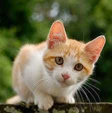 golden and white Persian kitten