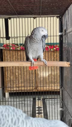 African grey male