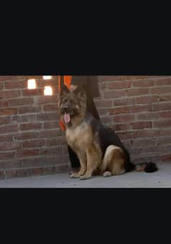 German shepherd dogs