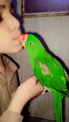 پہاڑی طوطا