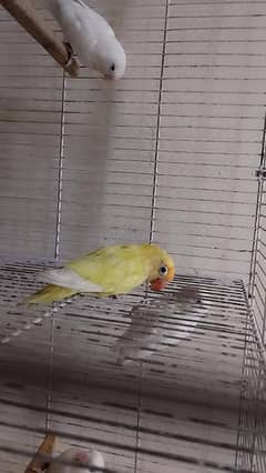 Albino