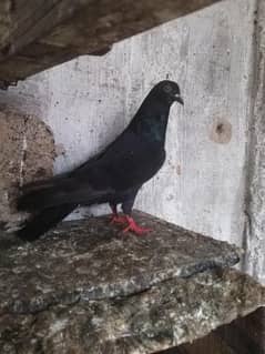 Black male 2 femal for sale. .