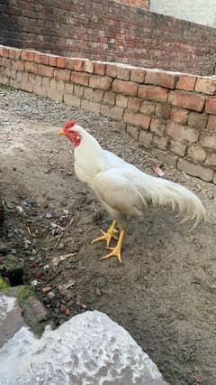 Heera
