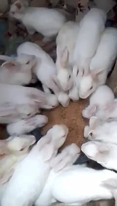 Rabbits stock For Sell