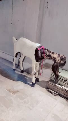 Nasli Bakriyan kamori betal pateri