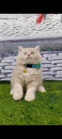 pure Persian triple coated punch face