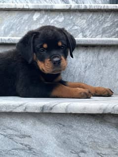 rott,