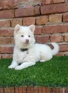 Russian puppy dog eag 3 month  0346/00/62798 WhatsApp