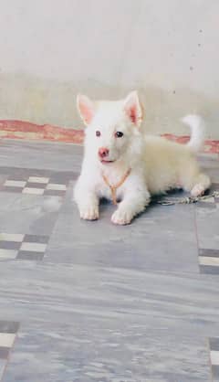 Russian female of top quality vaccinated