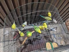 Australian Parrots 5 Pair & 5 Single Male