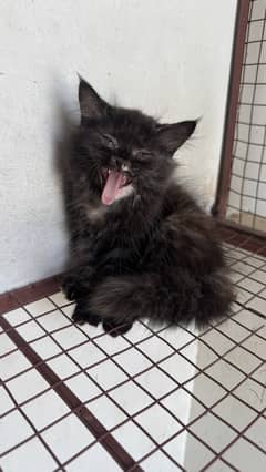 2 female persian kittens and 2 male female adult cats