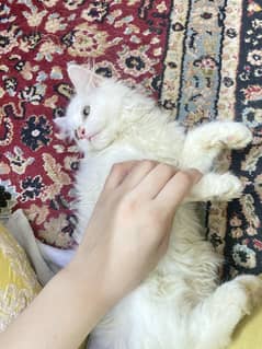 Tripple coat percian kitten