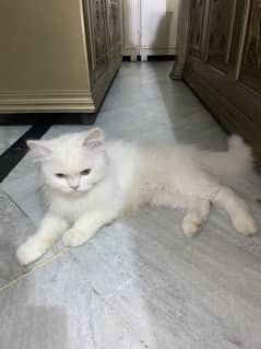 persian cat 8 months age odd eyes