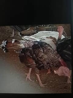 Turkey