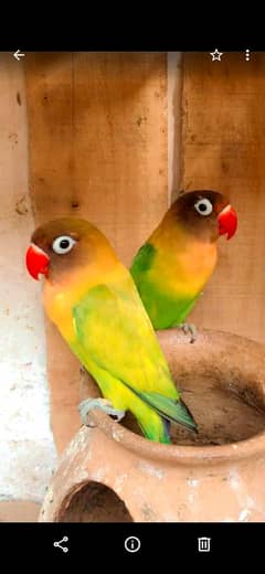 1 pair fresh and active  fishers
