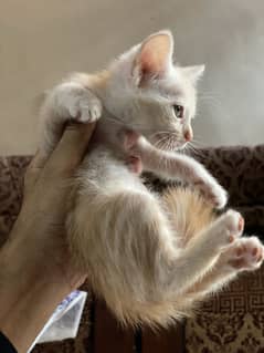 Persian