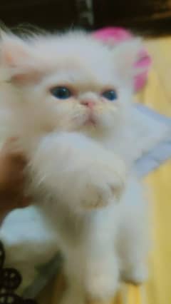 Persian