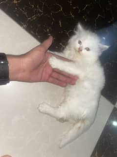Heavy furr kitten