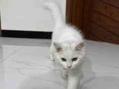 4 Month old white kitten - With wooden house