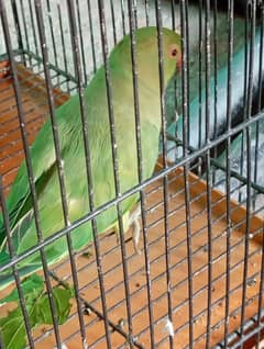 Green talking parrot for sale