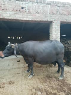 Buffalo