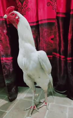Full Paper white Heera   contact (03365115914)