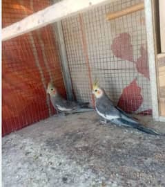 cocktail, budgie, lovebirds breeder pair for sale