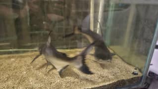 Naja shark Pair