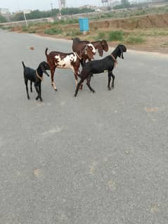 goats for sale