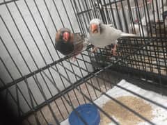 mutation finchs or bugies for sale