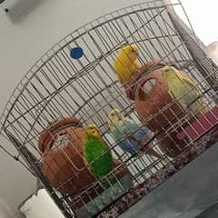 Australian parrots