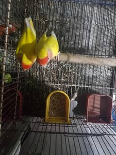 love bird letino price 4k pair 2 . . 3 years
