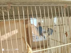 love birds